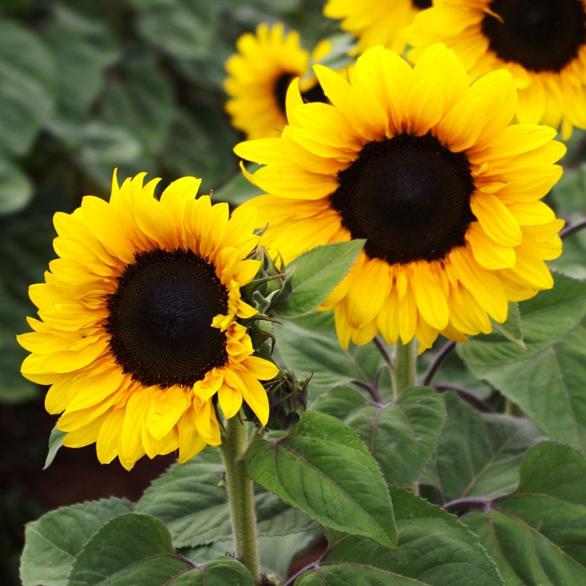 Sunflower Gold Spray F1 Seeds