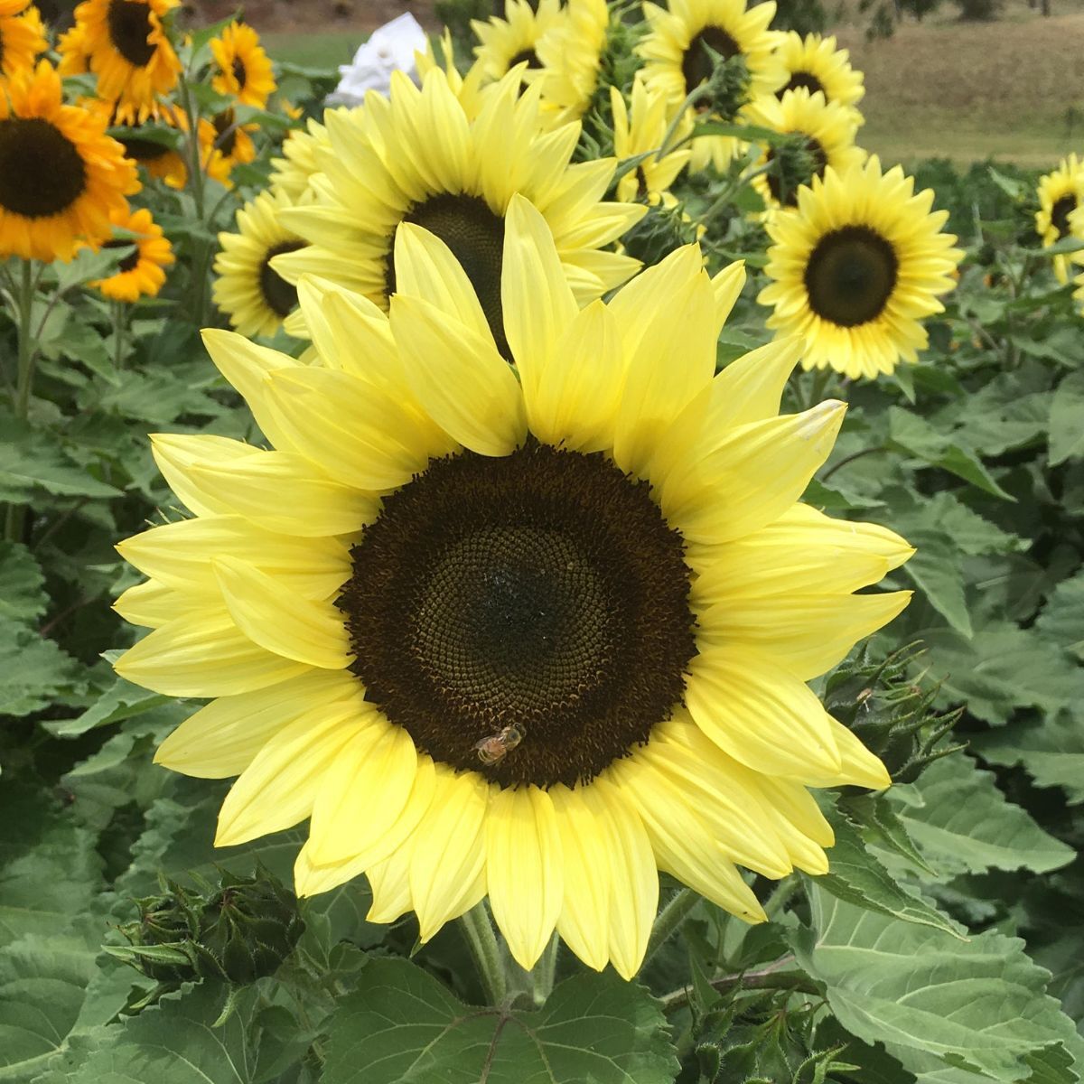 Sunflower Lemon Striker F1 Seeds