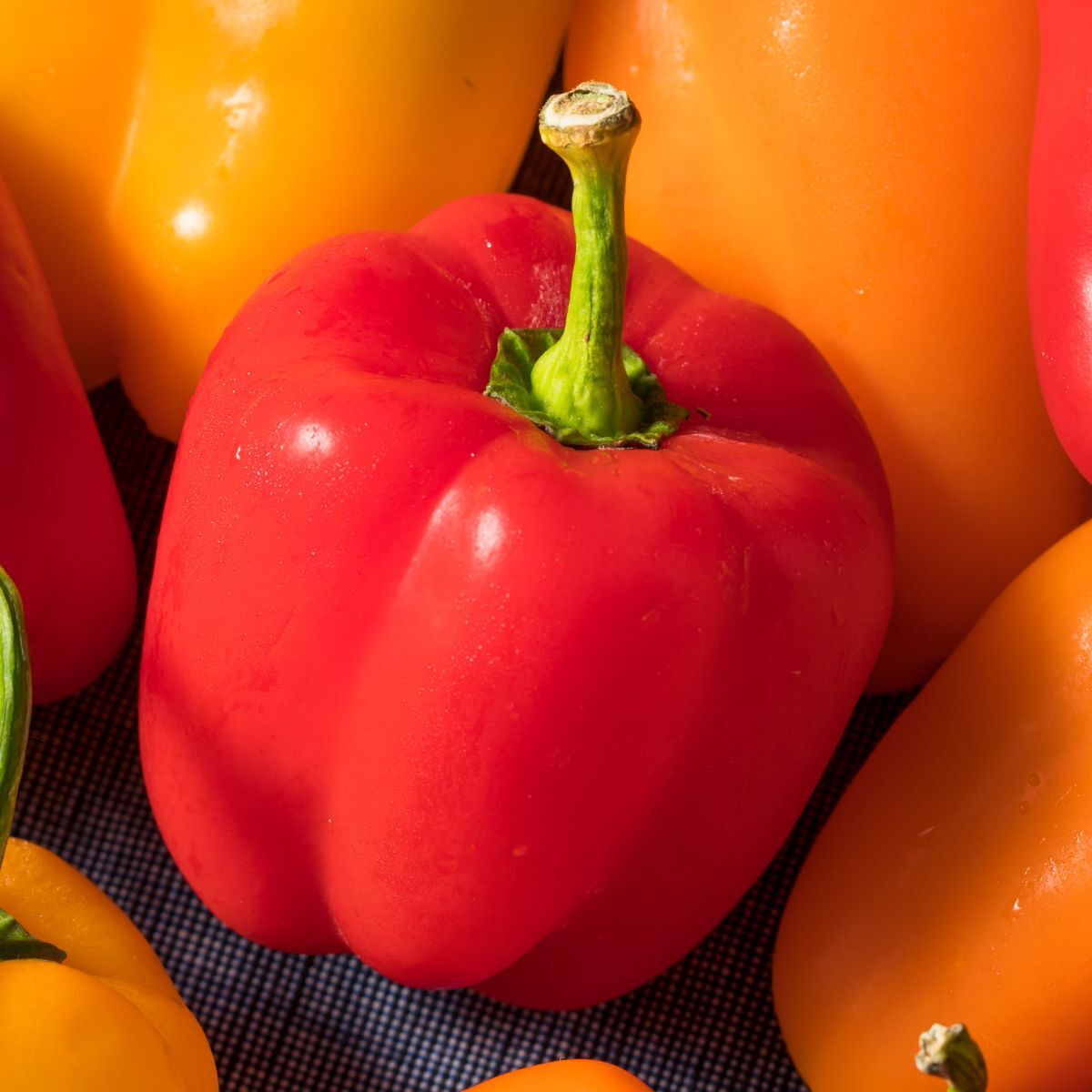 Mini Bell Red Capsicum Seeds