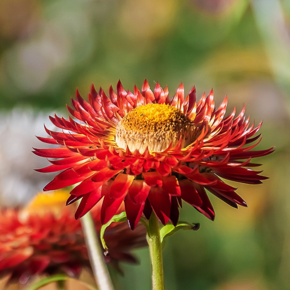 Everlasting Daisy Scarlet Seeds