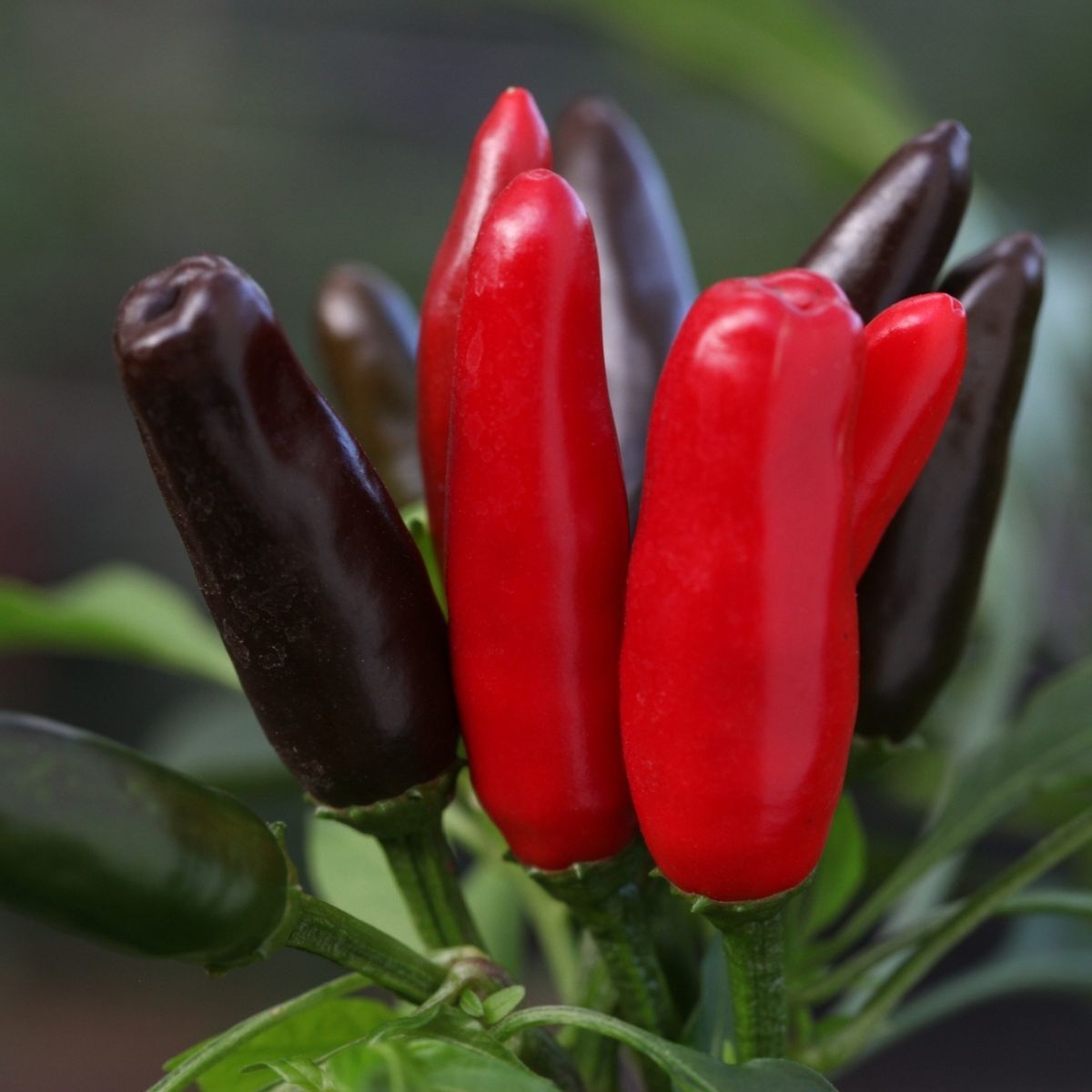 Piri Piri Chilli Seeds