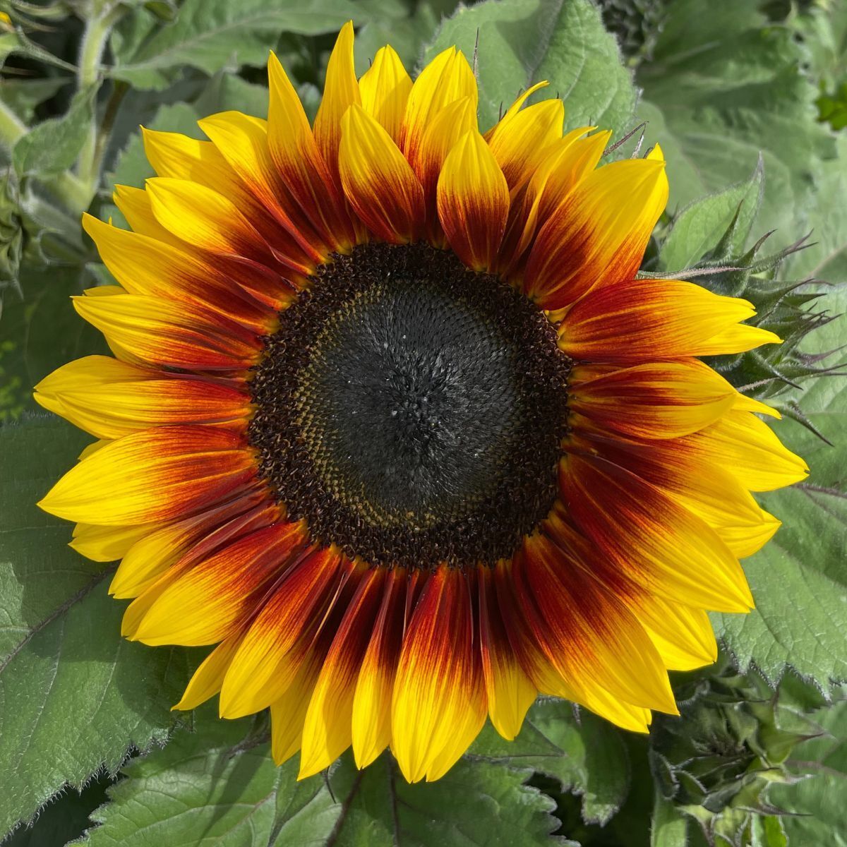 Sunflower Rio Carnival F1 Seeds