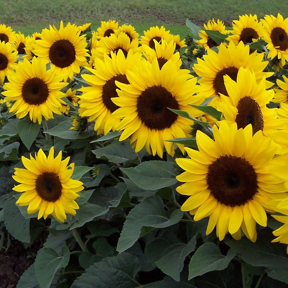 Sunflower Solar Chocolate Gold F1 Seeds