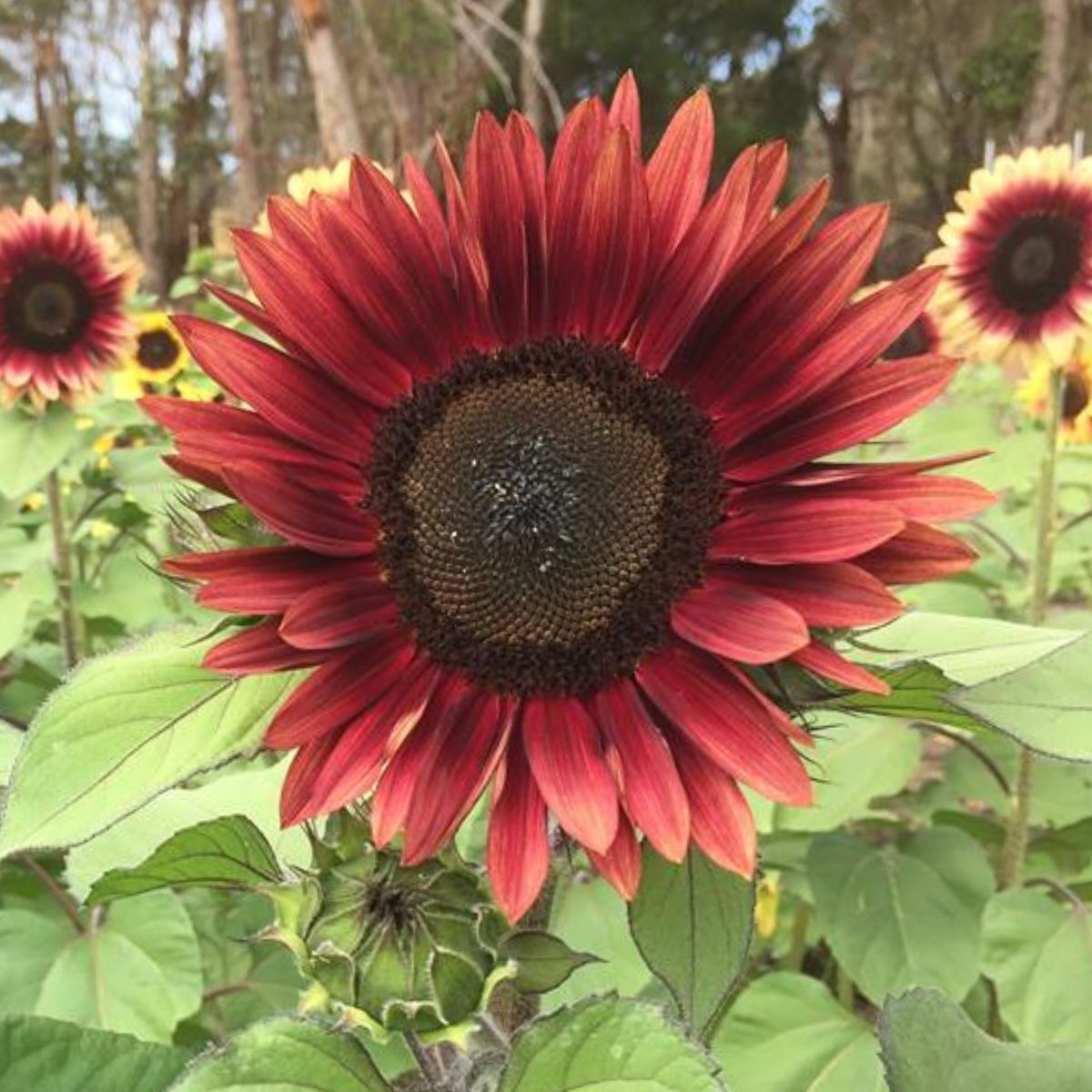 Sunflower Mauve Spray F1 Seeds