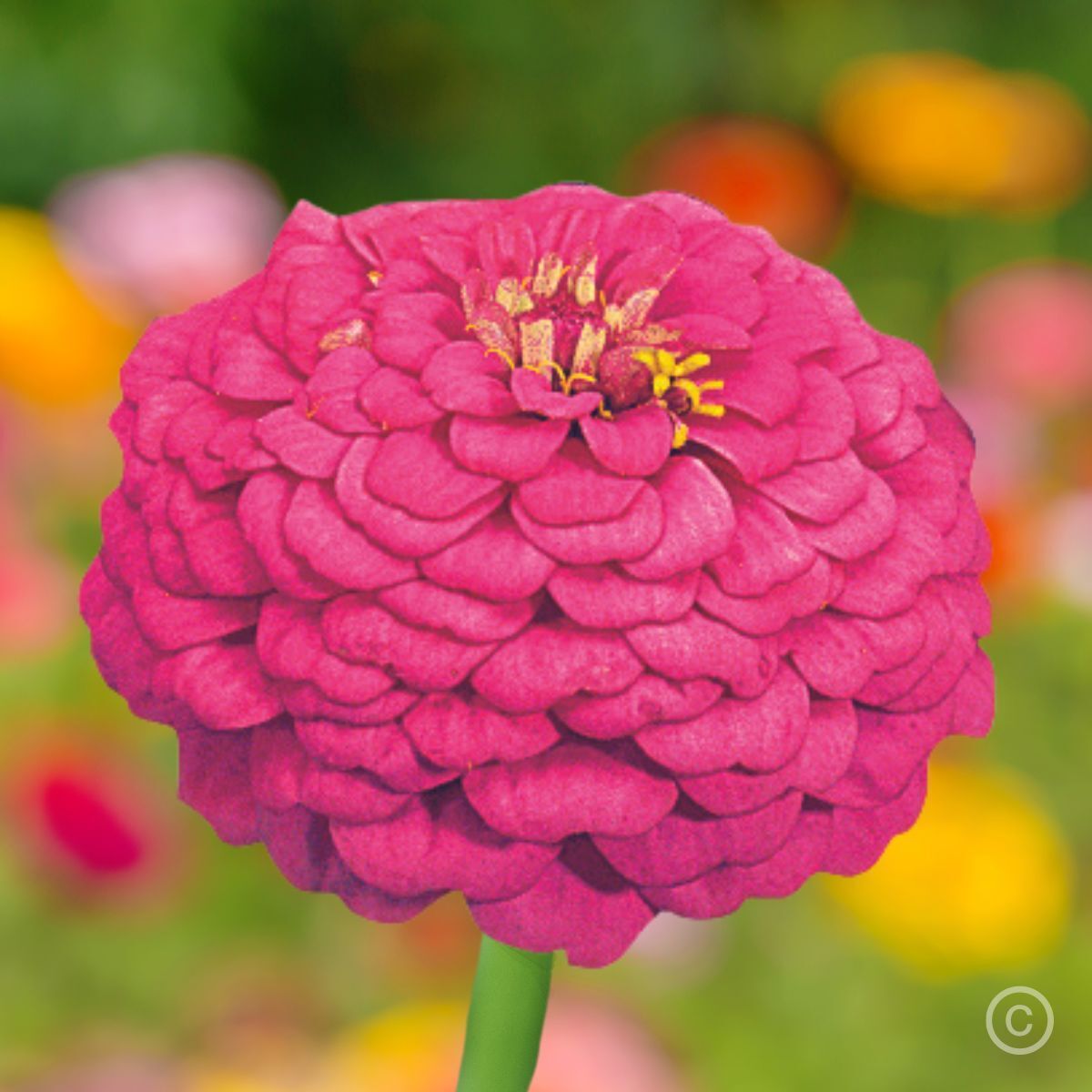 Zinnia Oklahoma Carmine Seeds