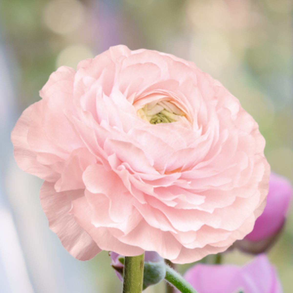 Ranunculus Elegance Rosa Seeds