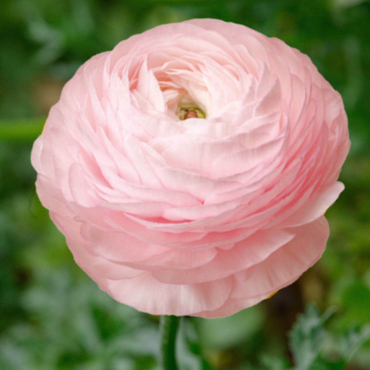 Ranunculus Elegance Rosa Chiaro Seeds