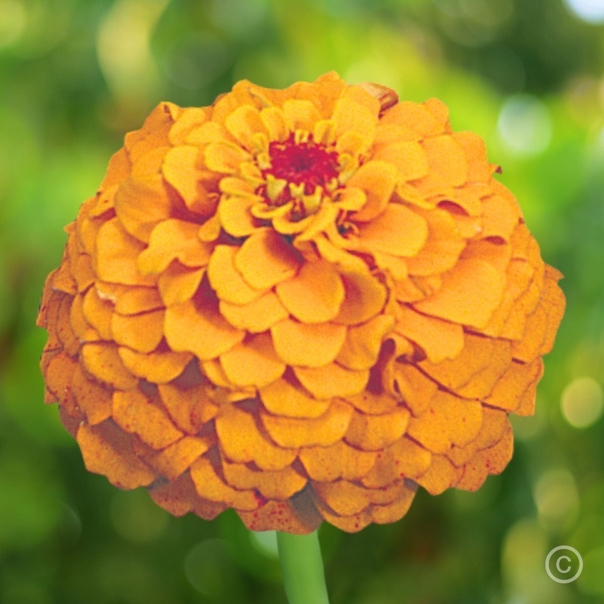 Zinnia Oklahoma Golden Yellow Seeds