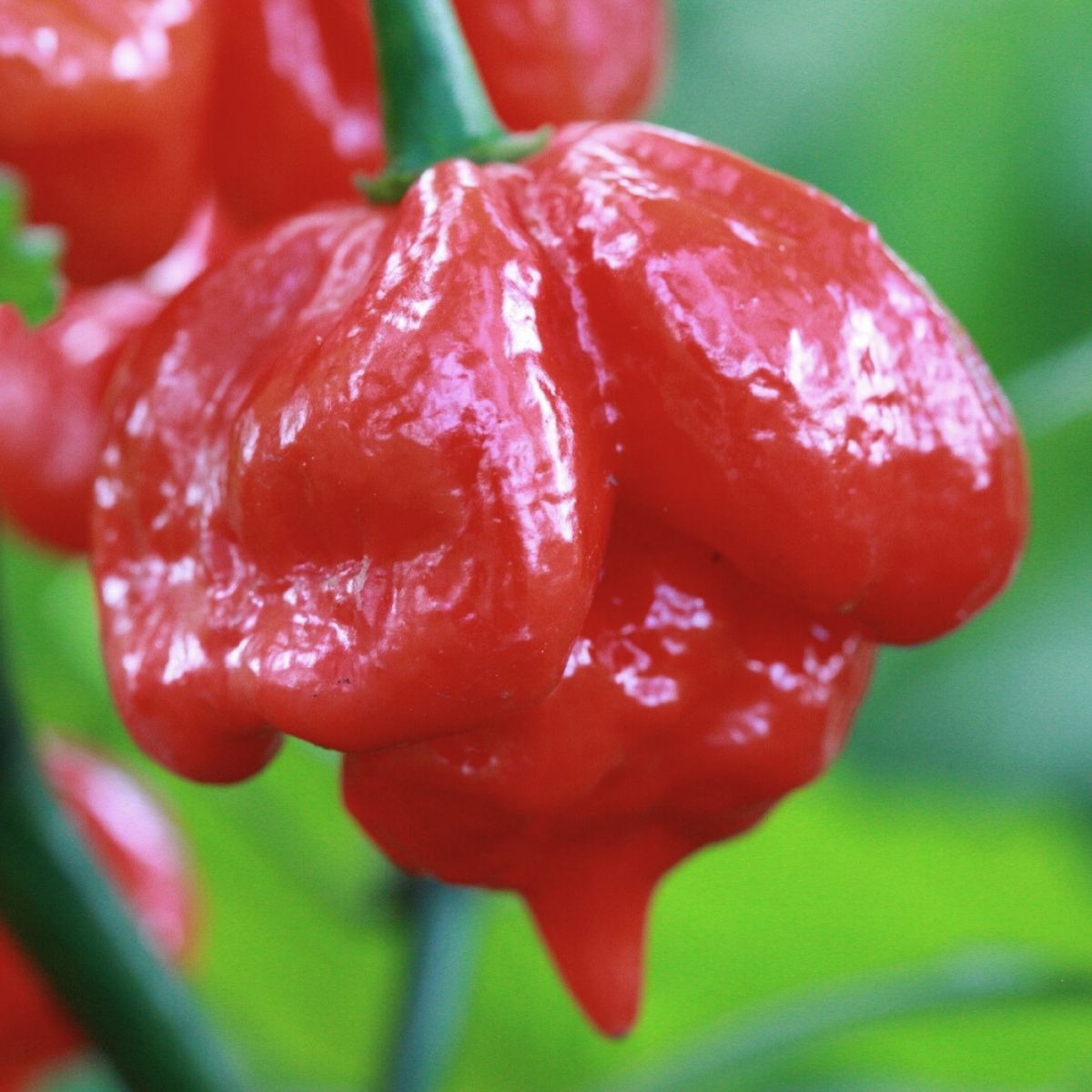 Trinidad Scorpion Butch T Chilli Seeds