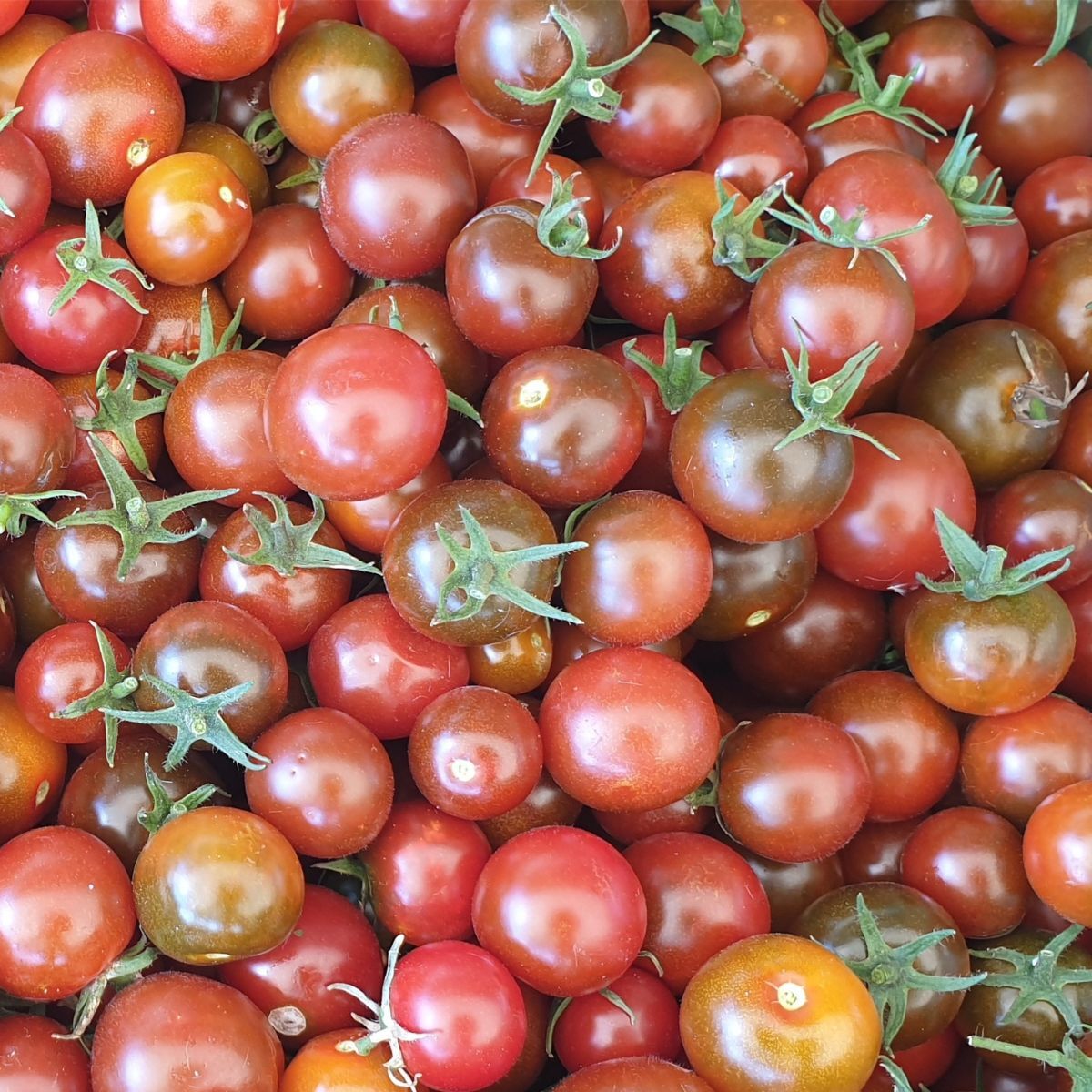 Brown Berry Tomato Seeds