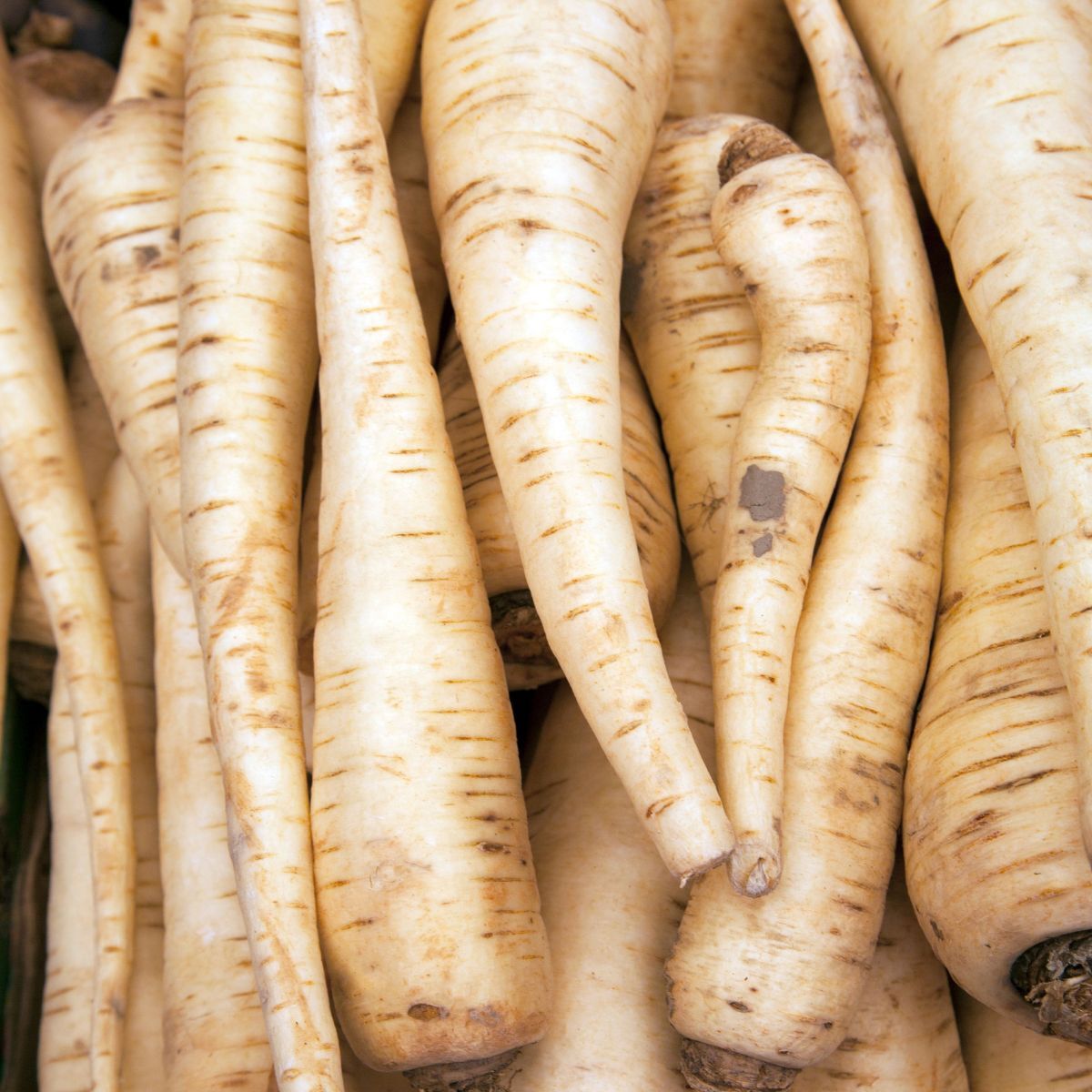 Winter White Parsnip Seeds