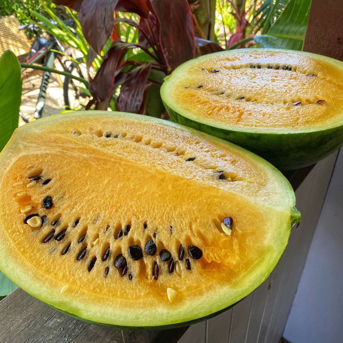 Golden Honey Watermelon Seeds