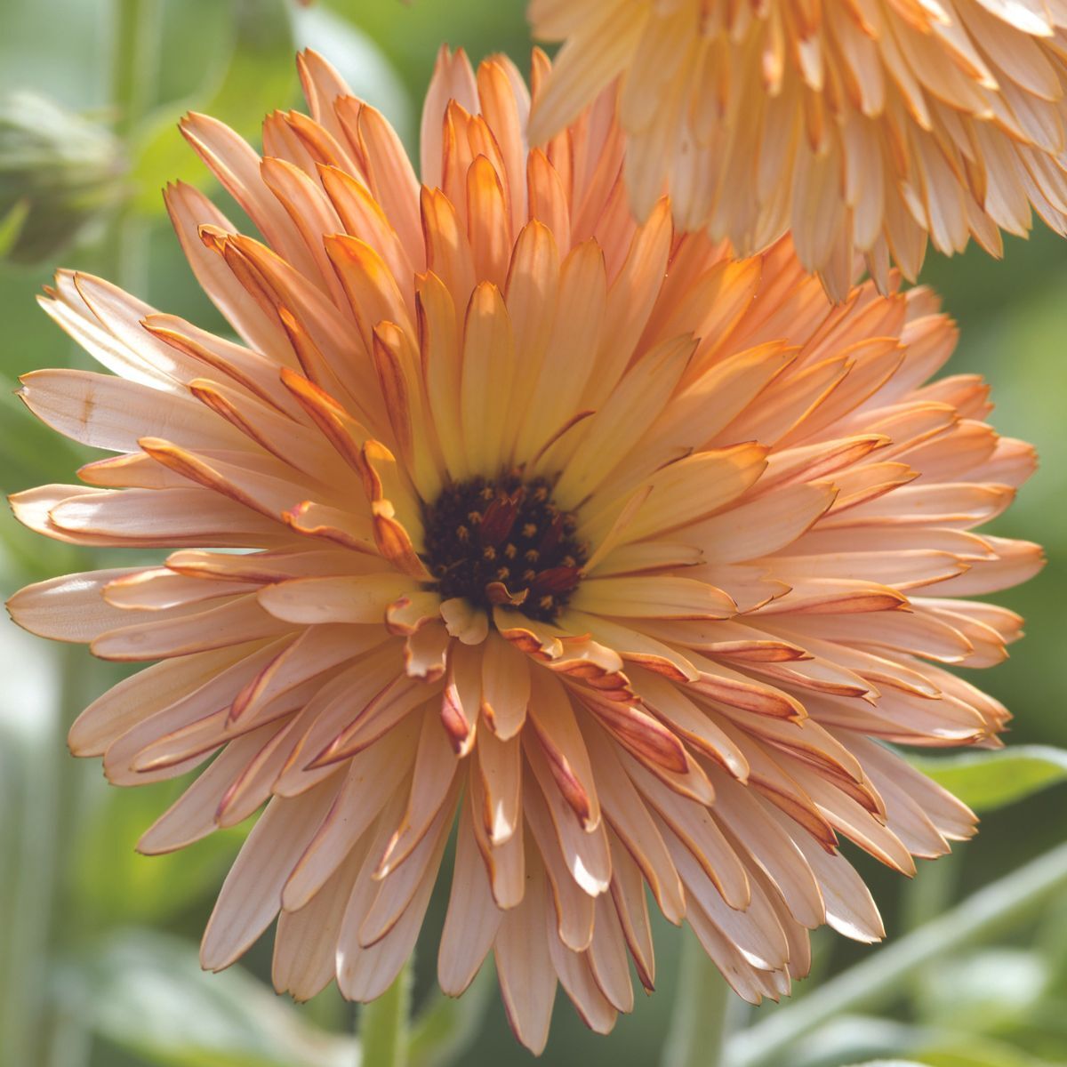 Calendula Orange Flash Seeds