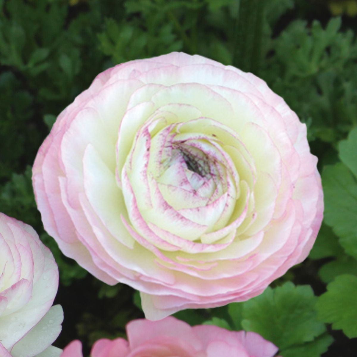 Ranunculus Elegance Bianco Sfumato Seeds