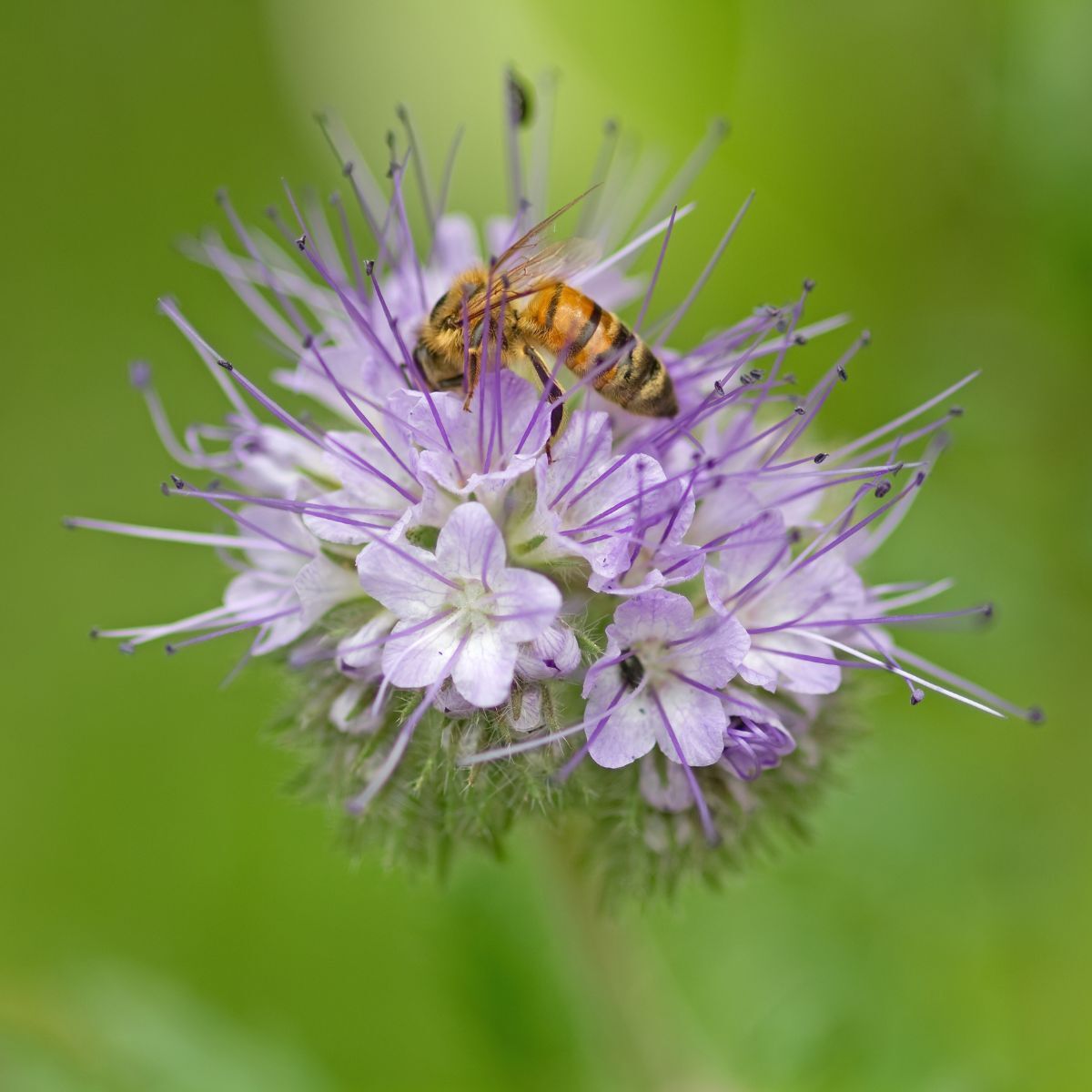 Phacelia Lavender Blue Seeds