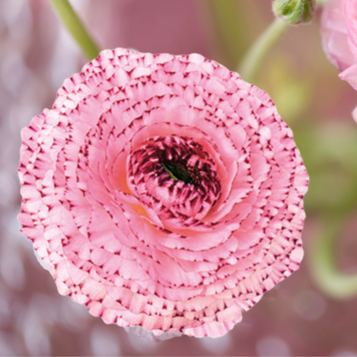 Ranunculus Elegance Bianco Striato Seeds