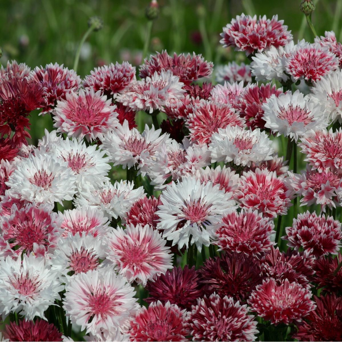 Cornflower Classic Romantic Seeds