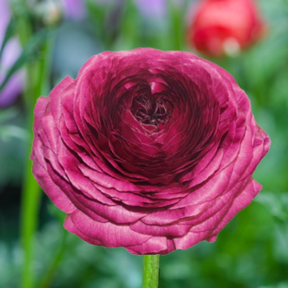 Ranunculus Elegance Viola Seeds