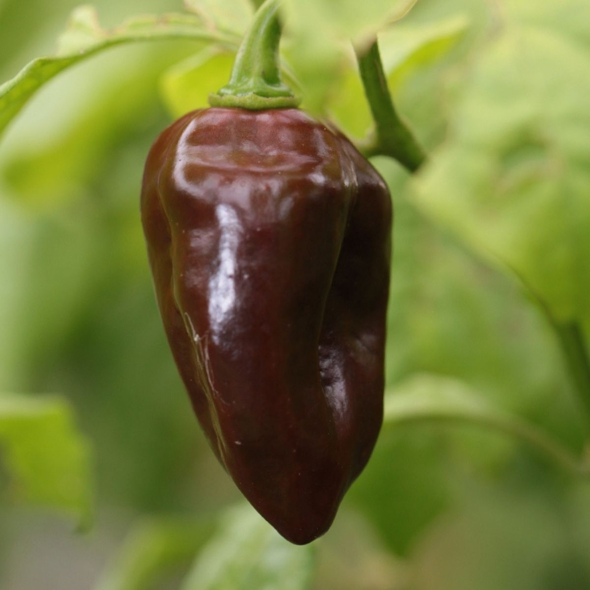 Devil's Tongue Chocolate Chilli Seeds