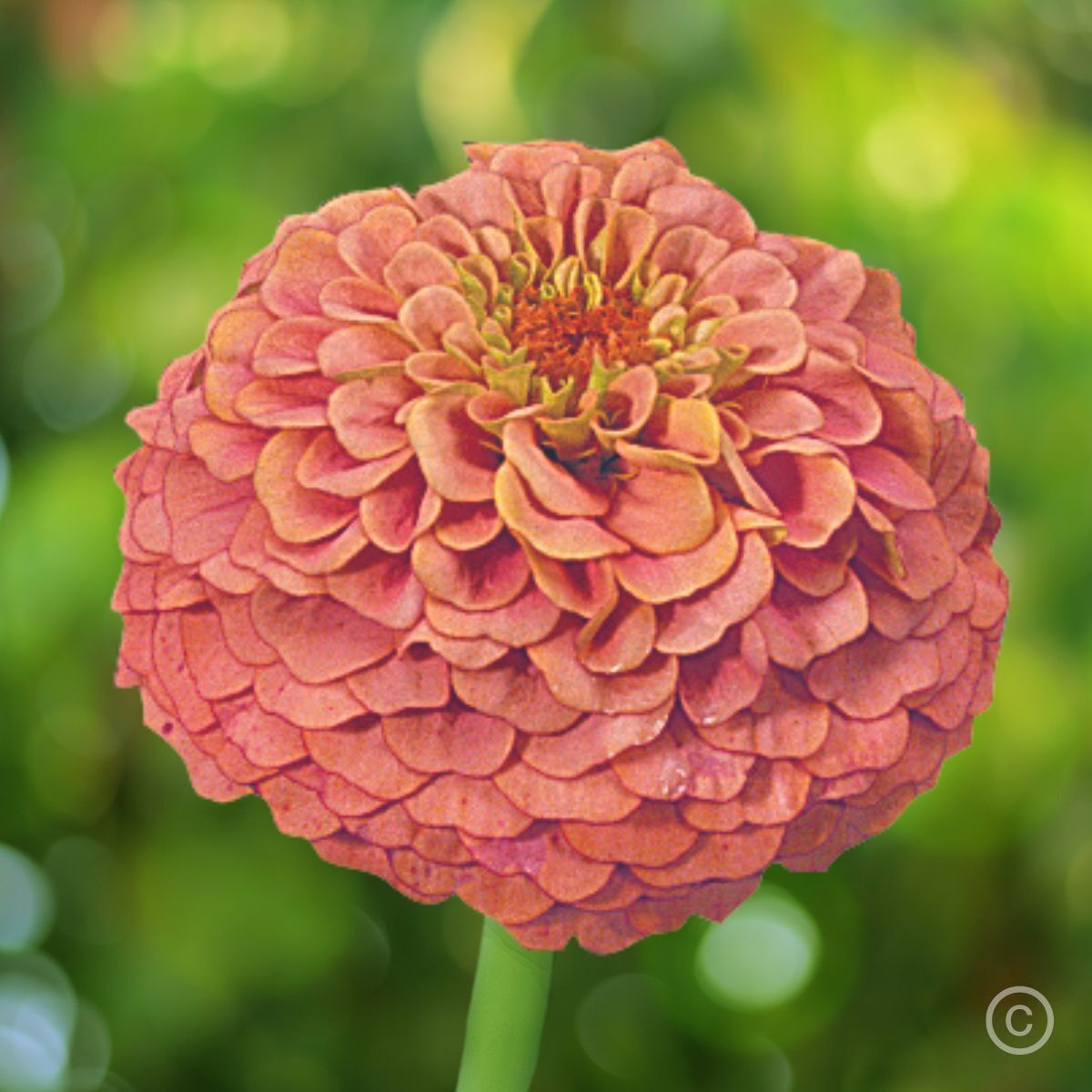 Zinnia Oklahoma Salmon Seeds