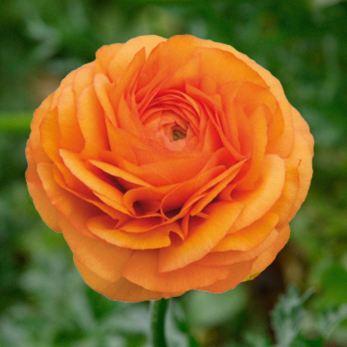 Ranunculus Elegance Clementine Seeds