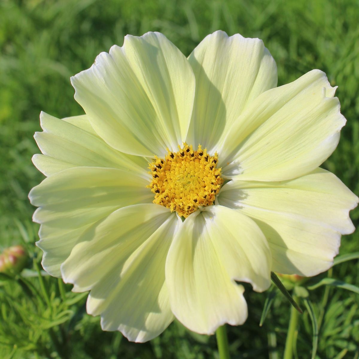 Cosmos Xanthos Seeds