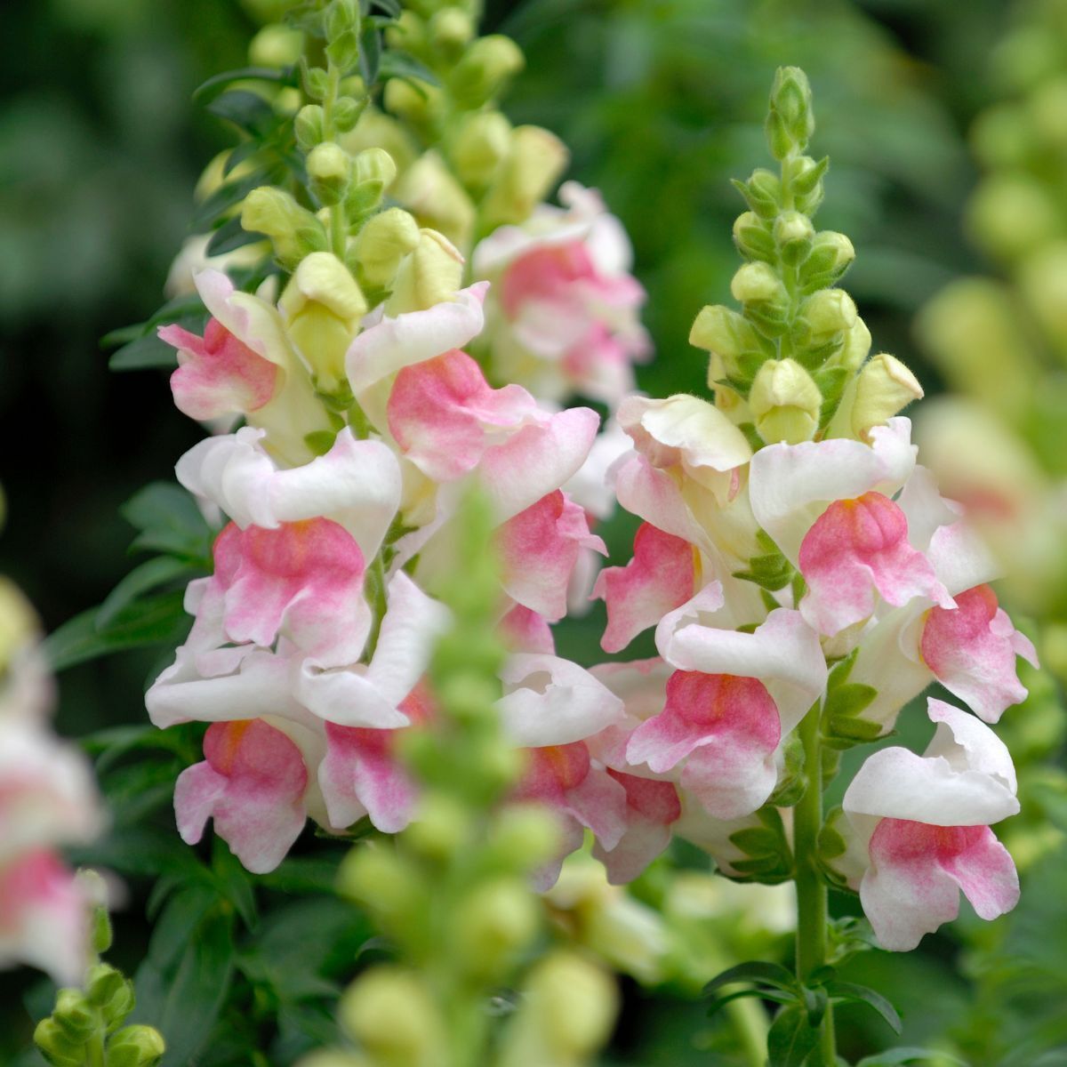 Snapdragon Appleblossom Seeds