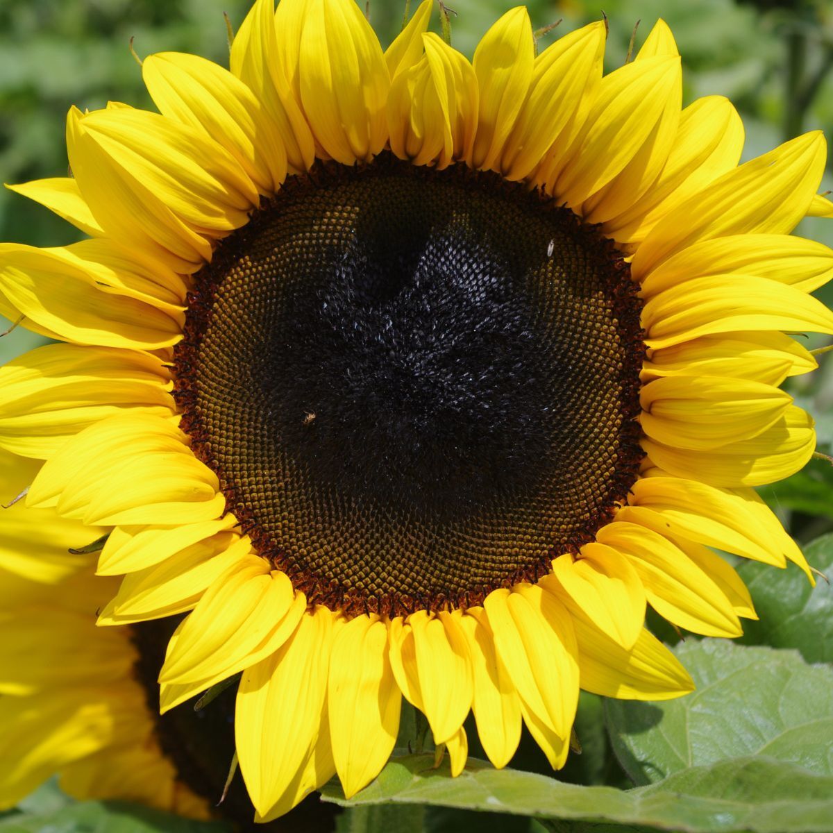 Sunflower Classic Gold F1 Seeds