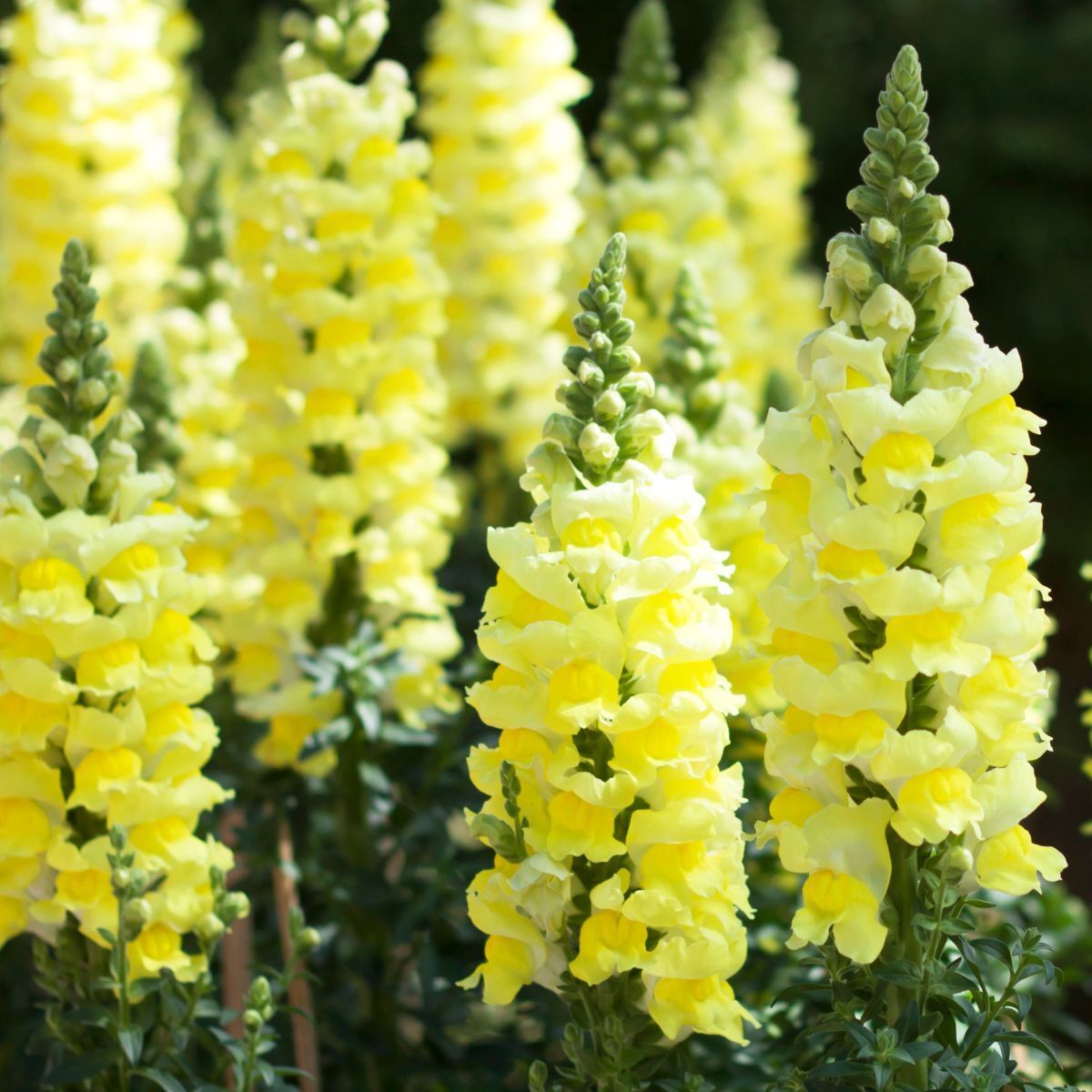 Snapdragon Canary Bird Seeds