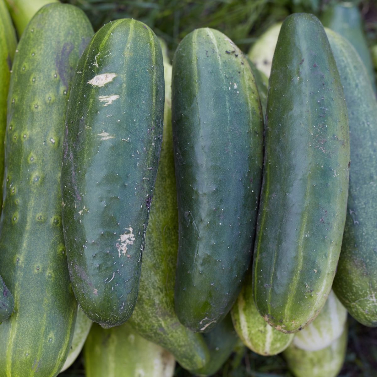 Straight 8 Cucumber Seeds