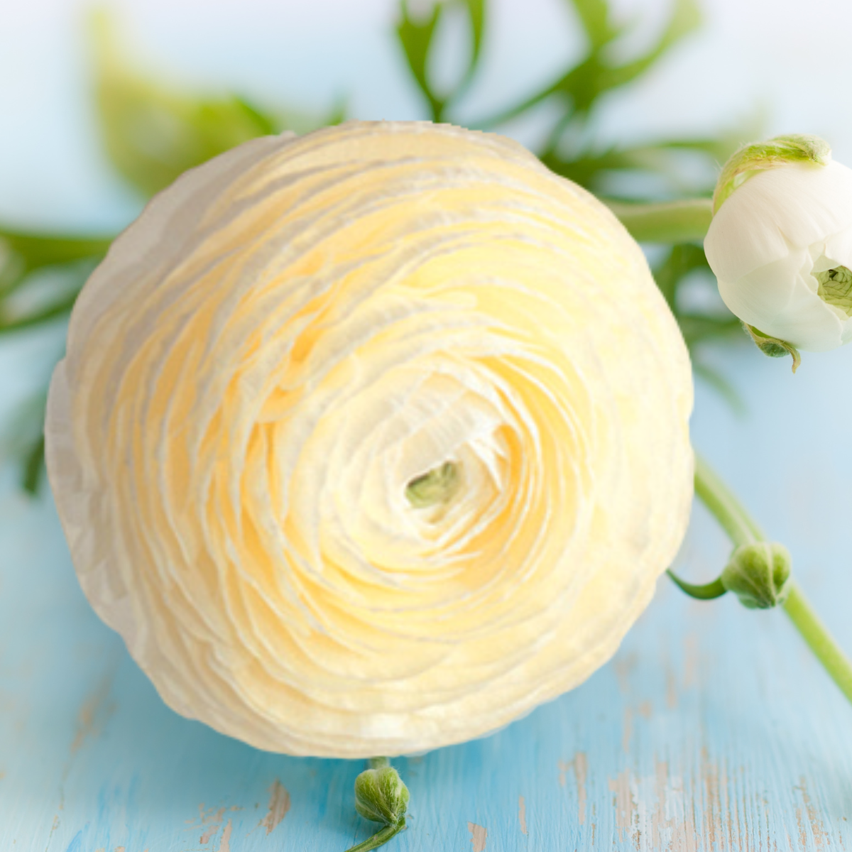 Ranunculus Elegance Crema Seeds