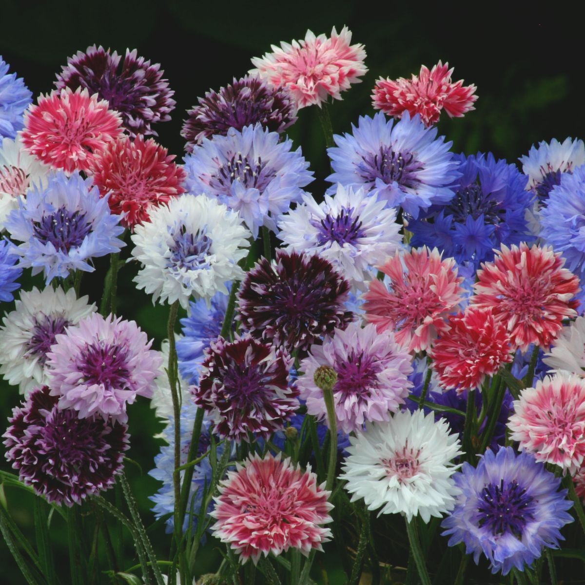 Cornflower Classic Artistic Seeds