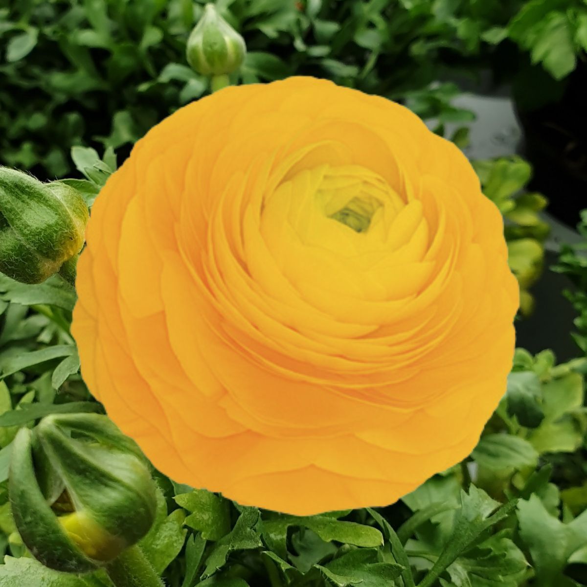 Ranunculus Elegance Giallo Seeds