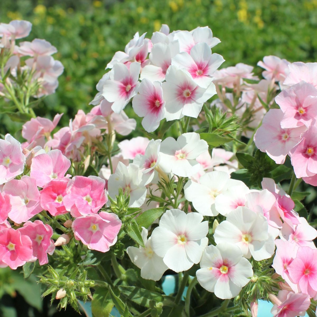 Phlox Blushing Bride Seeds