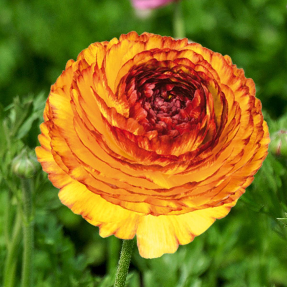 Ranunculus Elegance Giallo Striato Seeds