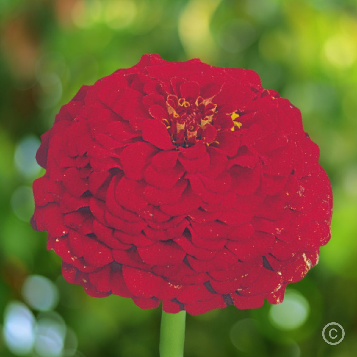 Zinnia Oklahoma Scarlet Seeds