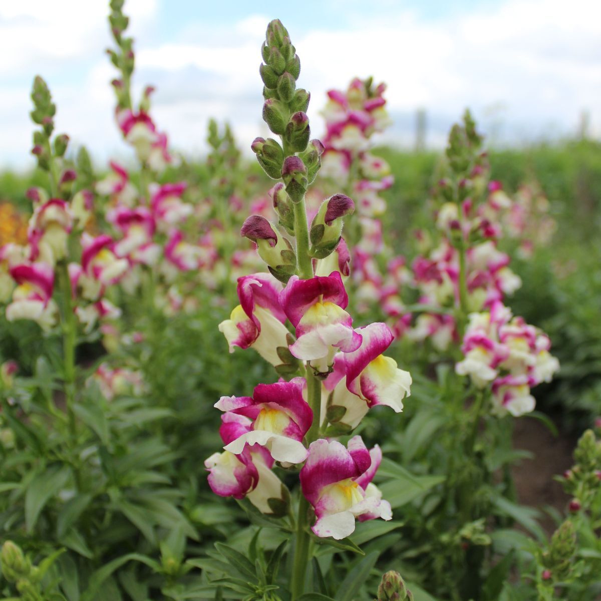 Snapdragon Cherry Twist Seeds