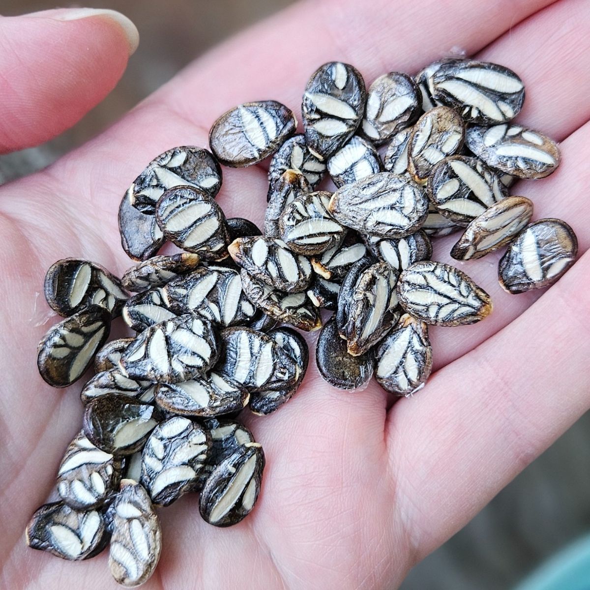 Cekirdegi Oyali Watermelon Seeds