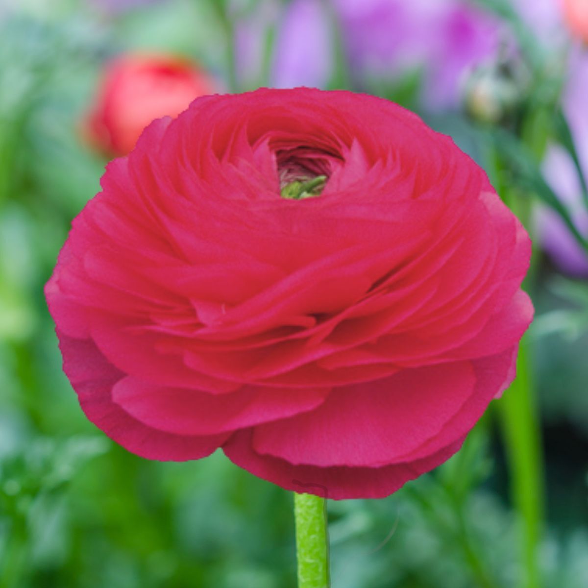 Ranunculus Elegance Hot Pink Seeds