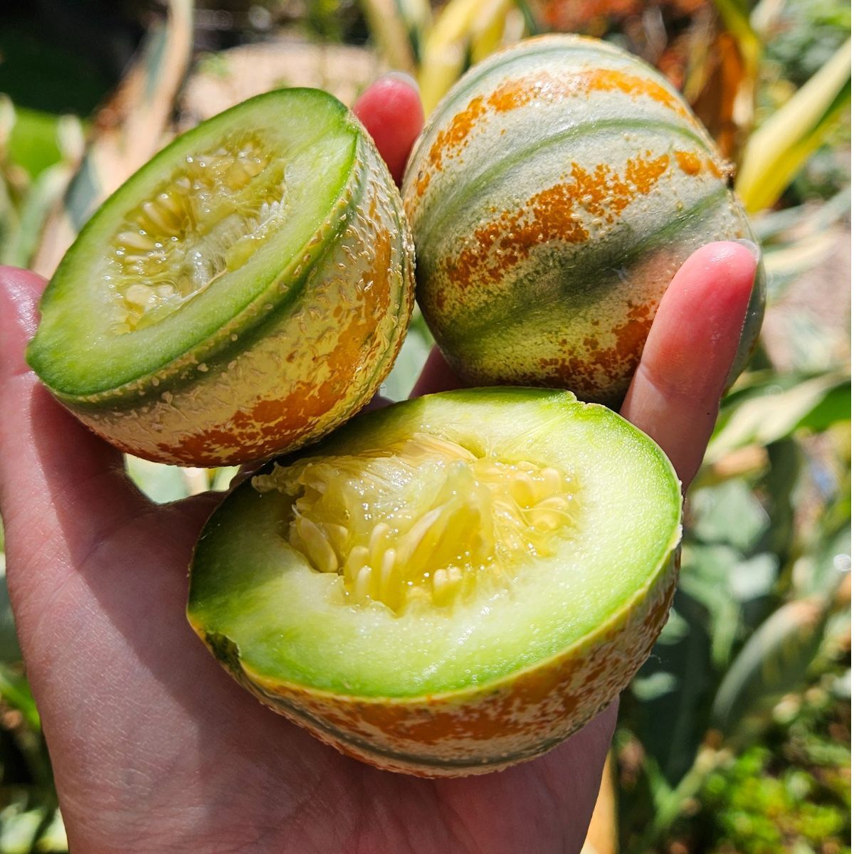 Kajari Rockmelon Seeds