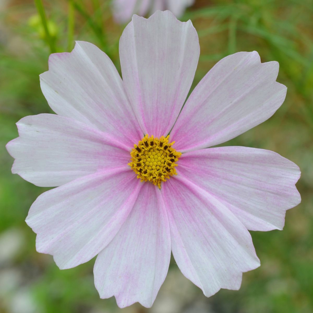 Cosmos Versailles Flush Seeds