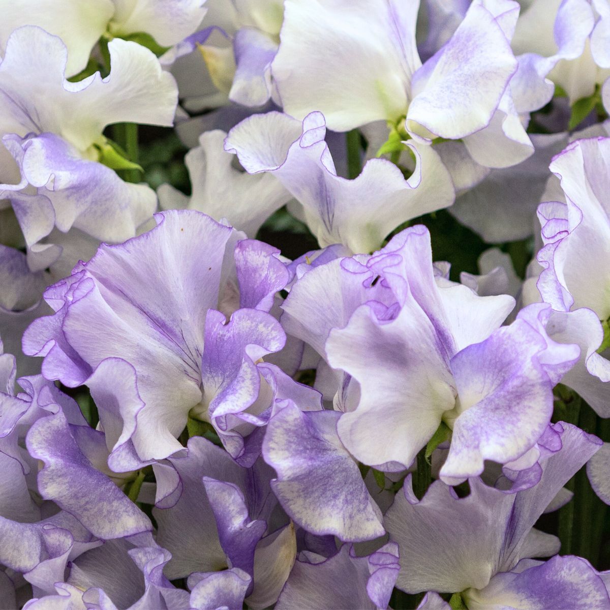 Sweet Pea Lilac Ripple Seeds