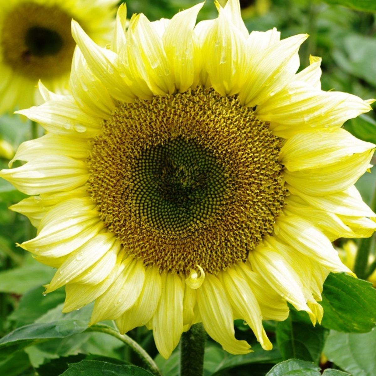 Sunflower Ice Lady Seeds