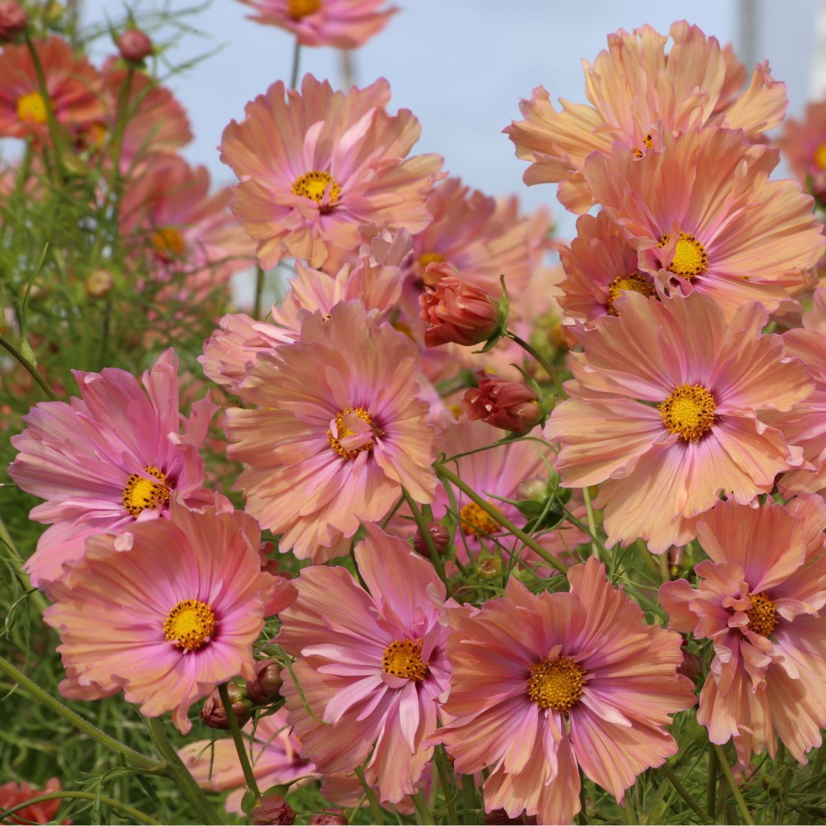 Cosmos Apricotta Seeds