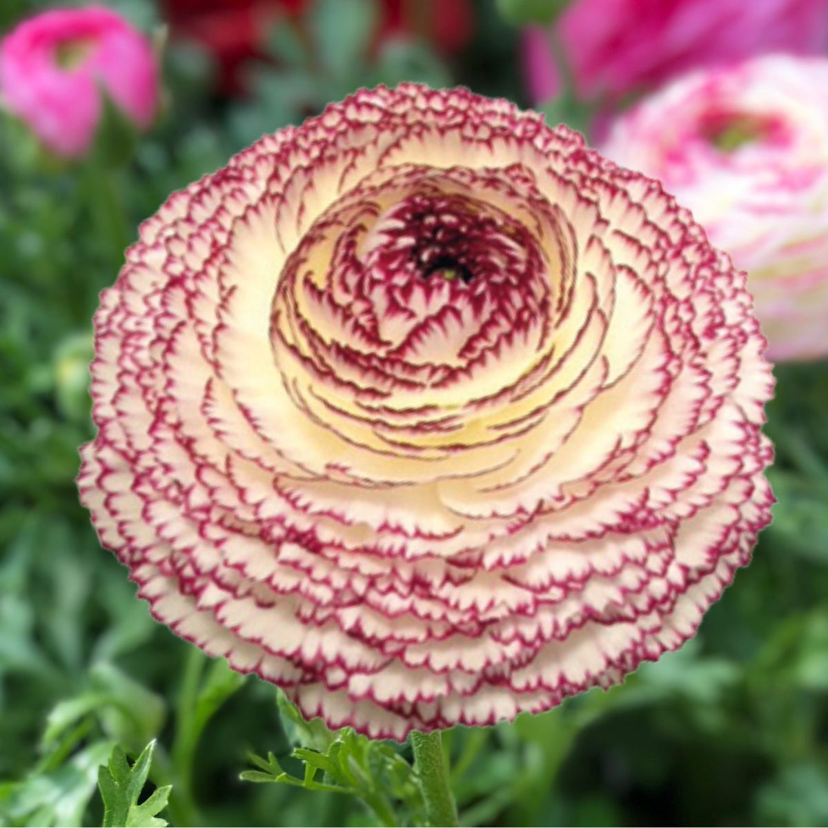 Ranunculus Elegance Pastello Striato Seeds