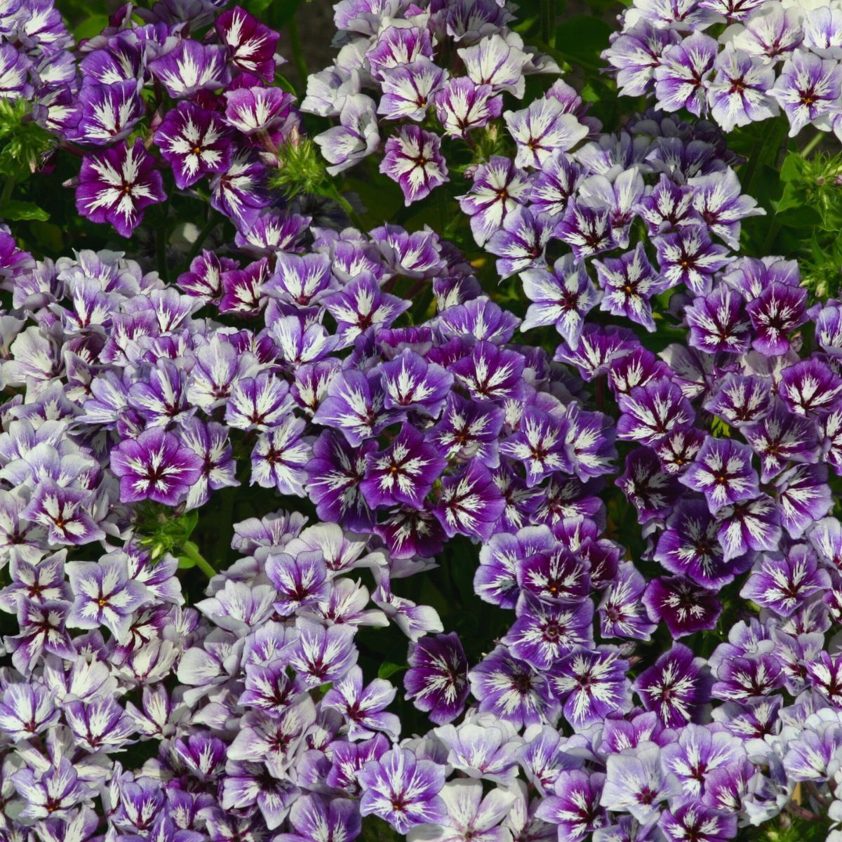 Phlox Sugar Stars Seeds