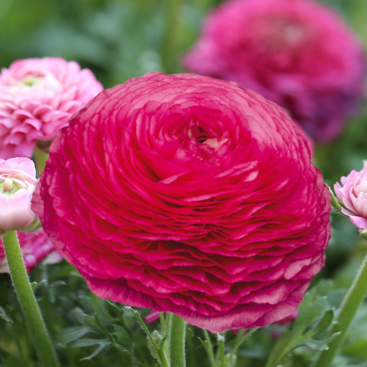 Ranunculus Elegance Rosa Scuro Seeds