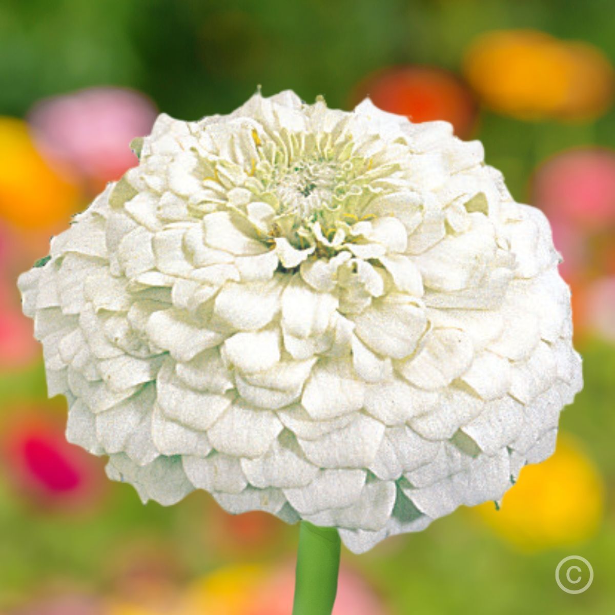 Zinnia Oklahoma White Seeds