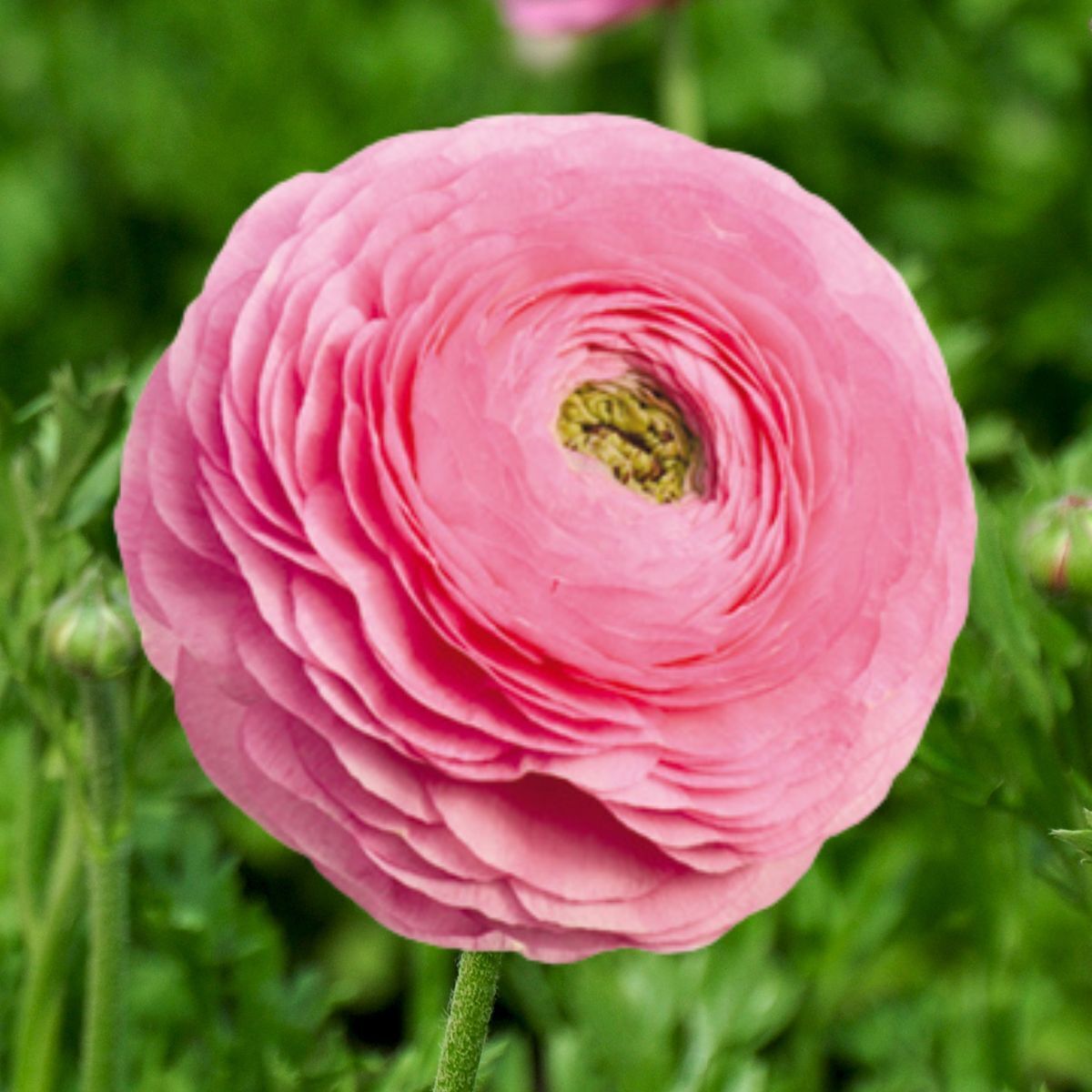 Ranunculus Elegance Rosa Chiaro 78-08 Seeds