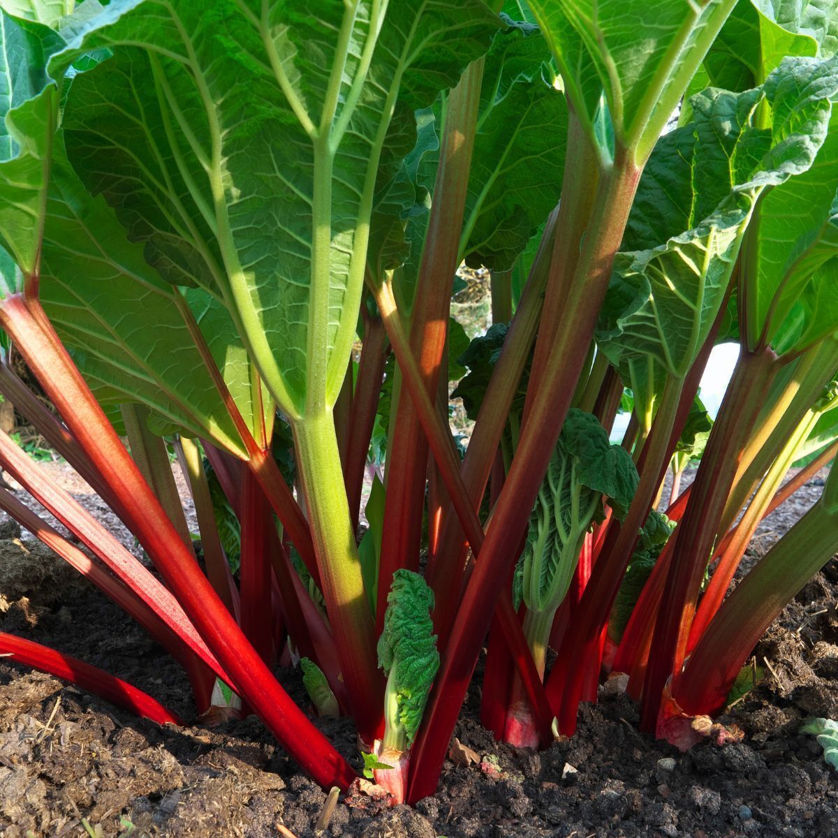 Lider Red Rhubarb Seeds